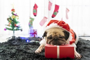 Happy New Year, Merry Christmas, holidays and celebration, Puppy pets bored sleeping rest in the room with Christmas tree. Pug dog in Santa Claus costume hat with the gift box and sock in background.